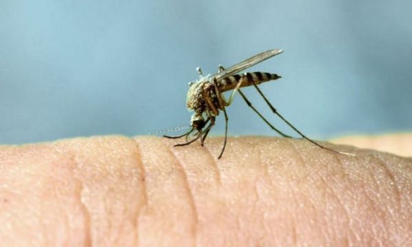 Protégete contra las picaduras de mosquitos: 5 estrategias efectivas